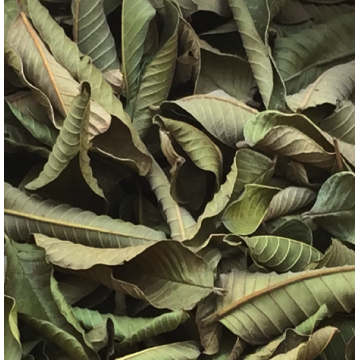 Guava leaves